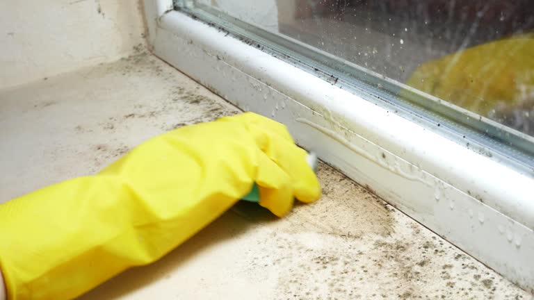 Environmental Consulting for Mold Prevention